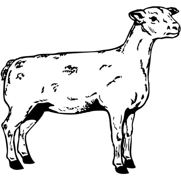 SHEEP005 Miniaturansicht