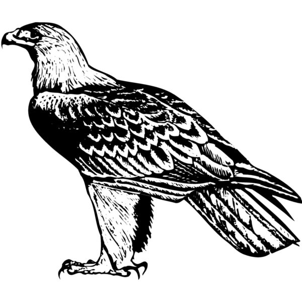 BIRD005 Miniaturansicht