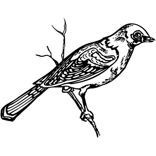 BIRD020 Miniaturansicht