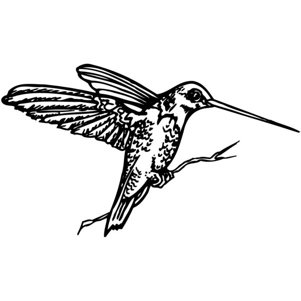 BIRD033 Miniaturansicht