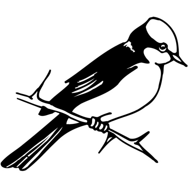 BIRD040 Miniaturansicht