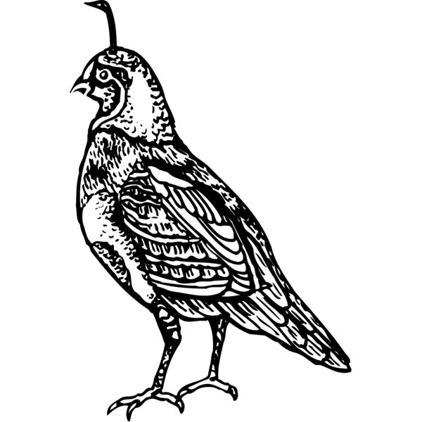 BIRD042 Miniaturansicht