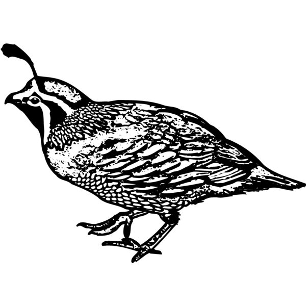 BIRD068 Miniaturansicht