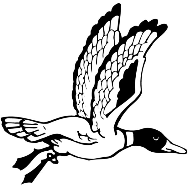 BIRD069 Miniaturansicht