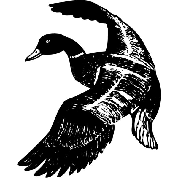 BIRD081 Miniaturansicht