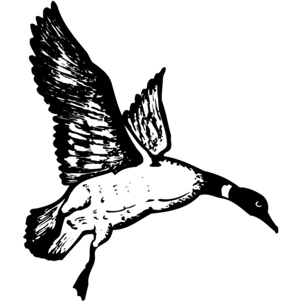 BIRD082 Miniaturansicht