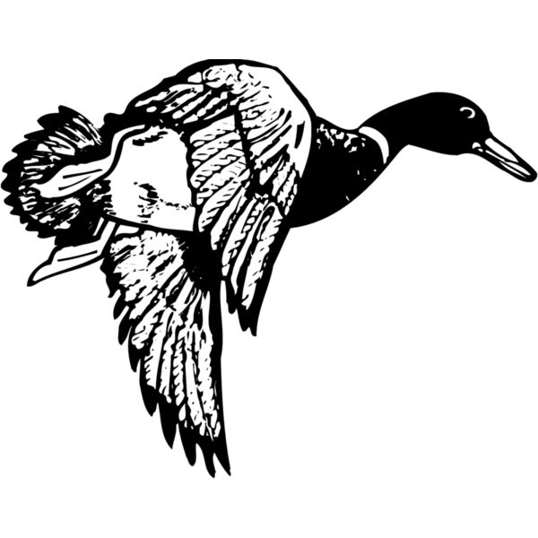 BIRD083 Miniaturansicht