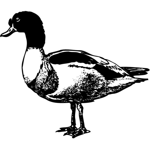 BIRD090 Miniaturansicht