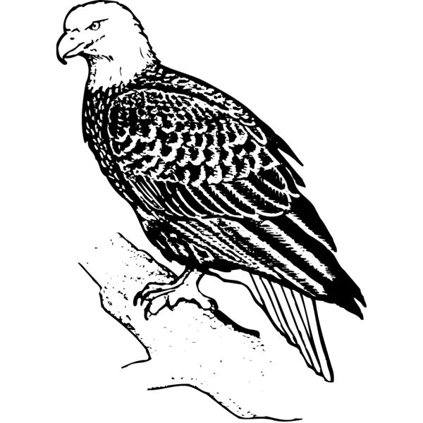 EAGLE021 Miniaturansicht