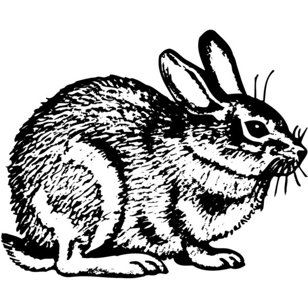 RABB002 Miniaturansicht