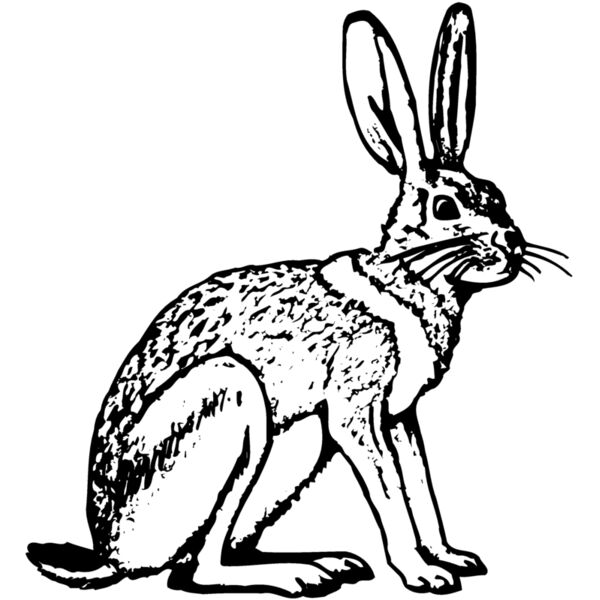 RABB005 Miniaturansicht