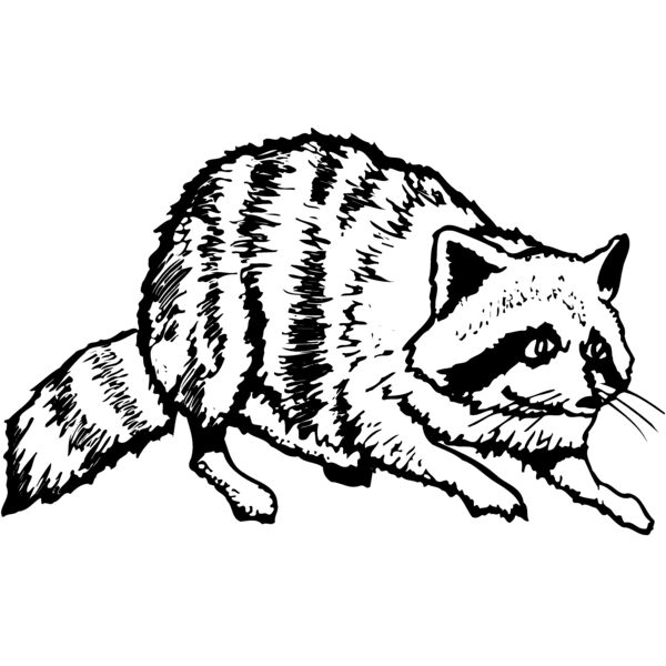 COON001 Miniaturansicht