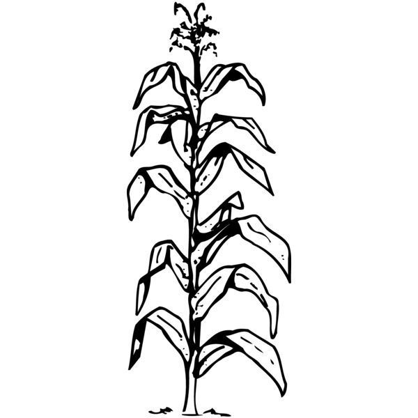 GRAIN006 Miniaturansicht