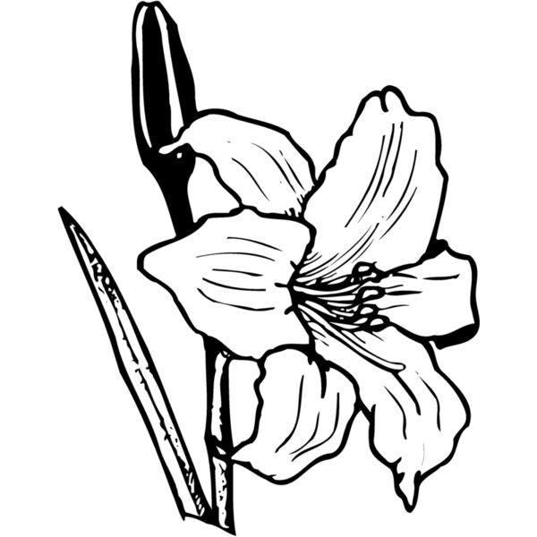 FLOWER12 Miniaturansicht