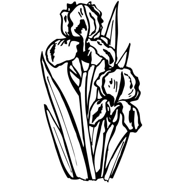 FLOWER20 Miniaturansicht