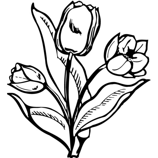 FLOWER24 Miniaturansicht