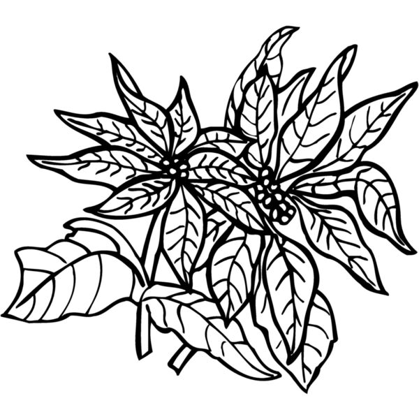 FLOWER29 Miniaturansicht