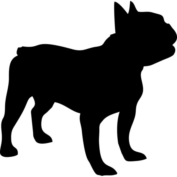 Hund Französische Bulldogge Thumbnail