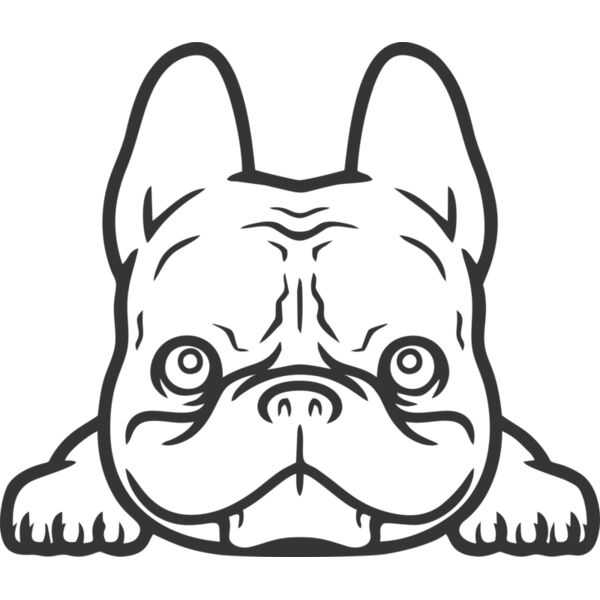 Hund Französische Bulldogge Miniaturansicht